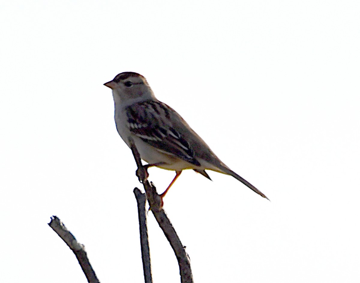White-crowned Sparrow - ML643487262