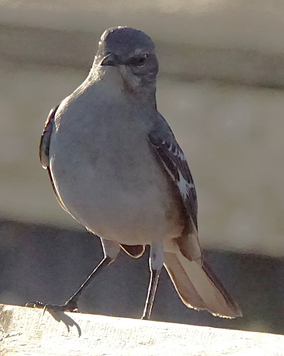 Kuzeyli Taklitçi - ML643487263