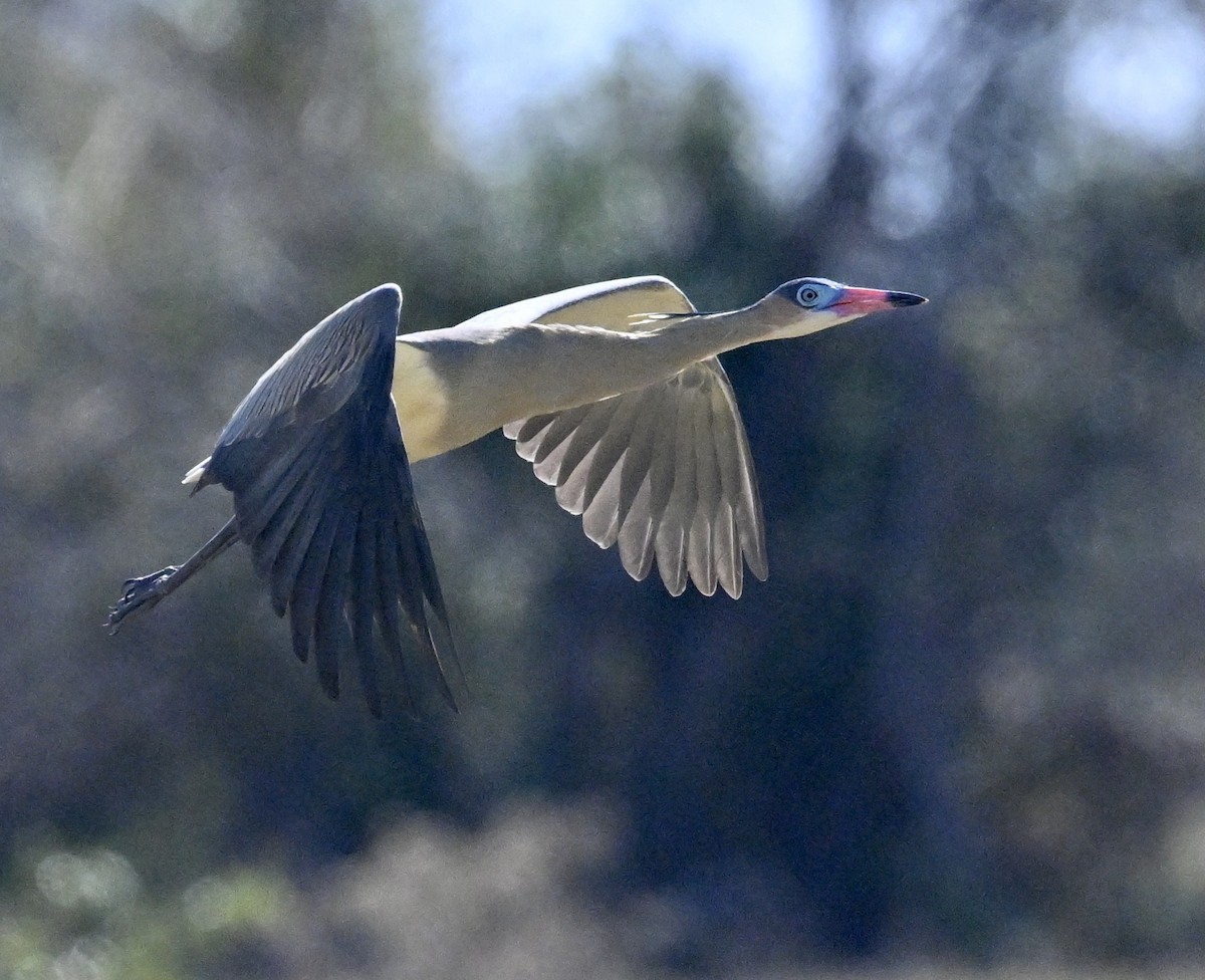 Whistling Heron - ML643487266