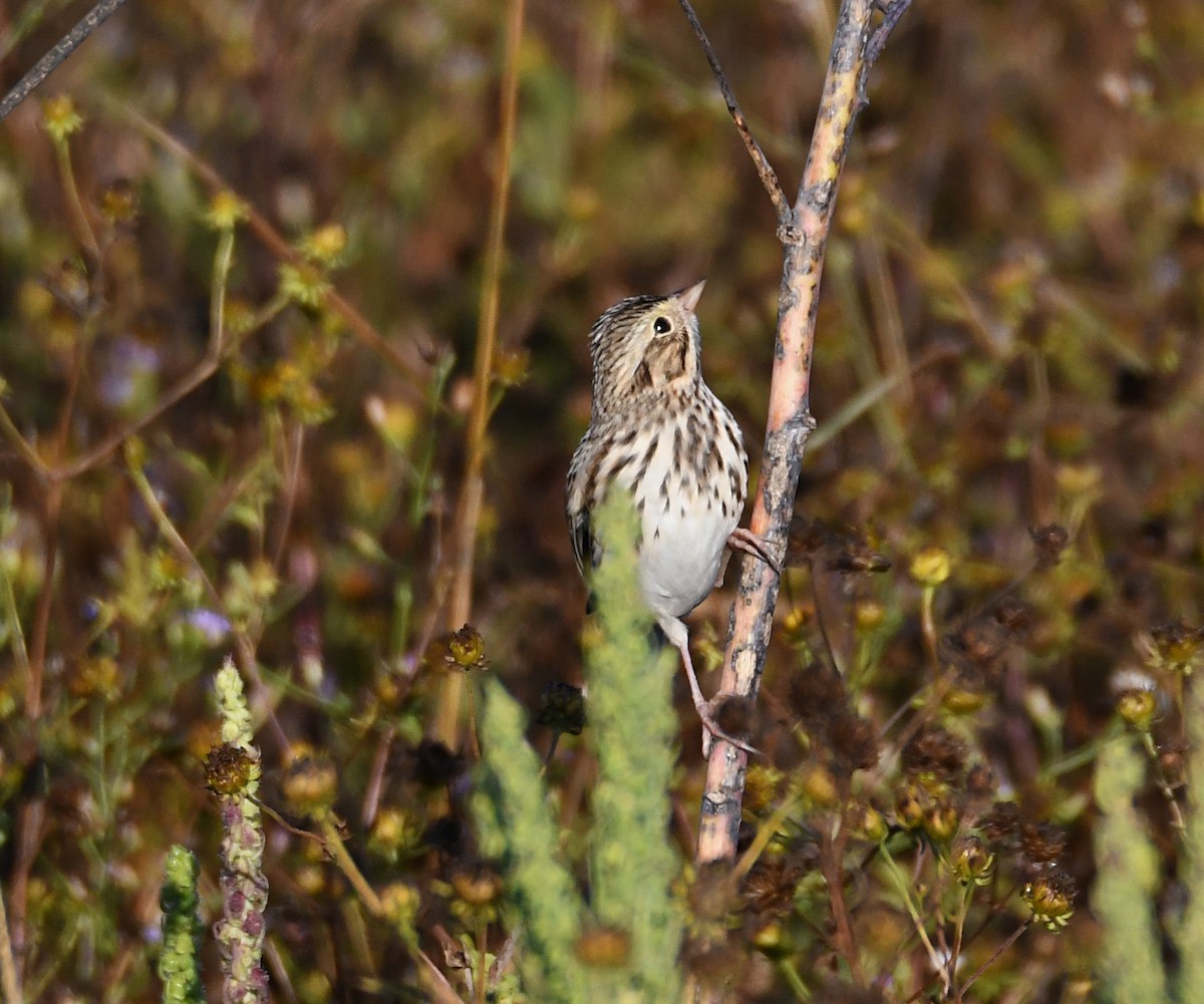 Savannah Sparrow - ML643487269