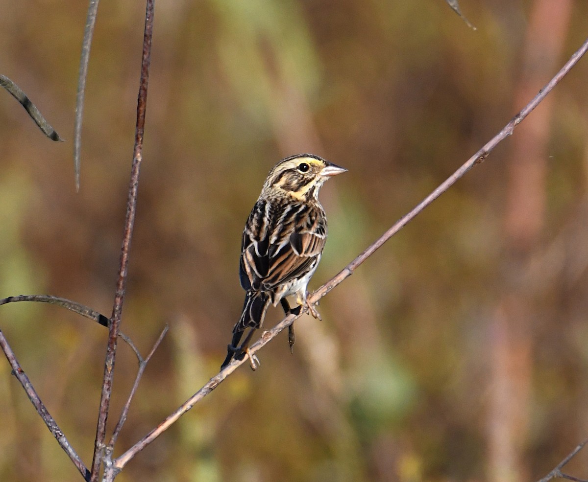 Savannah Sparrow - ML643487270