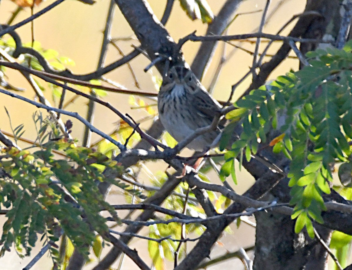 Lincoln's Sparrow - ML643487280