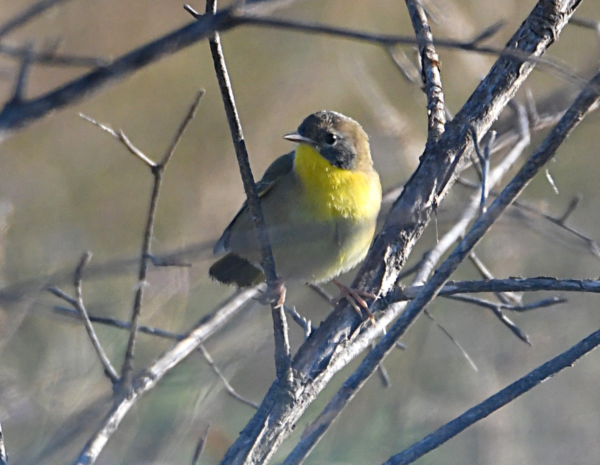 Common Yellowthroat - ML643487290