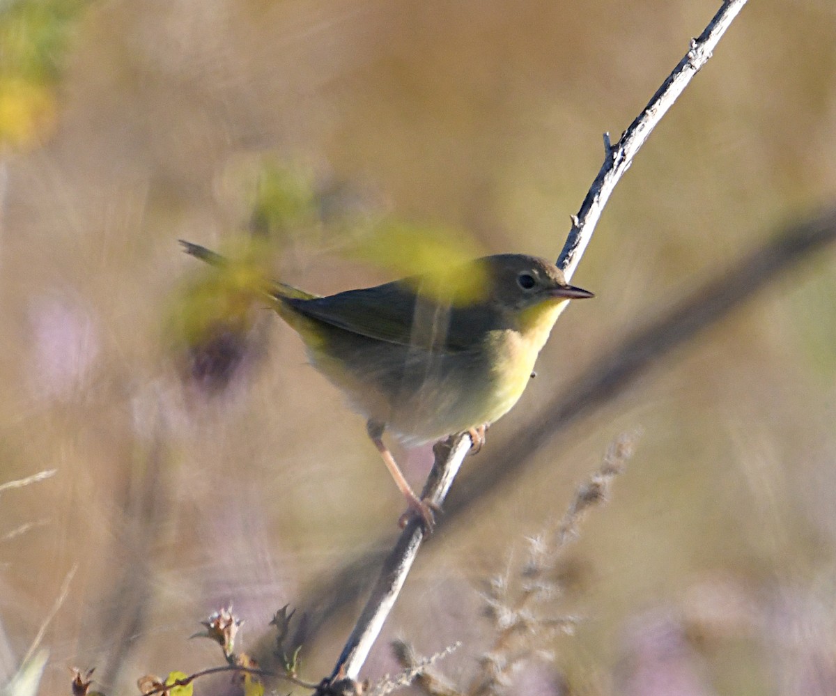 Common Yellowthroat - ML643487291