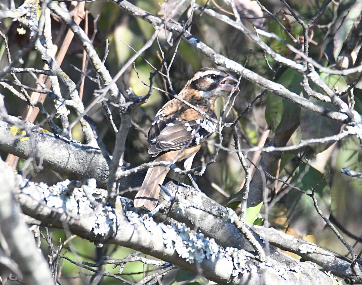 Rose-breasted Grosbeak - ML643487294
