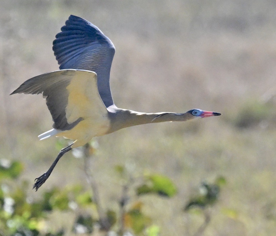 Whistling Heron - ML643487296