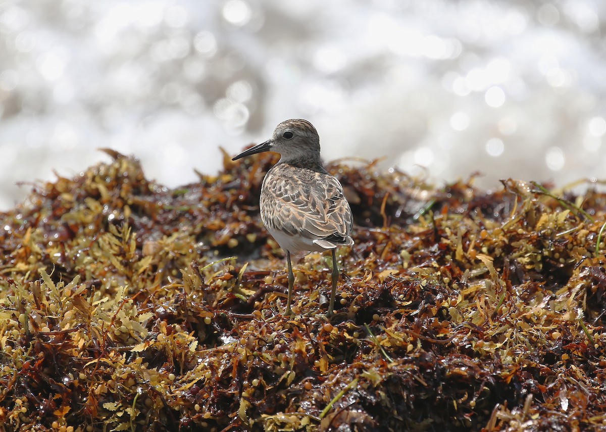 Least Sandpiper - ML643487313