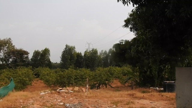 Wanderfalke - ML643487336