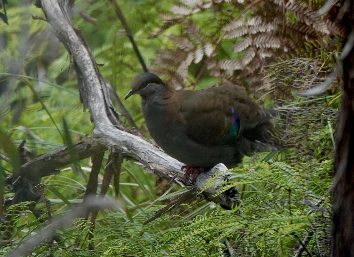 Colombine élégante - ML643487337