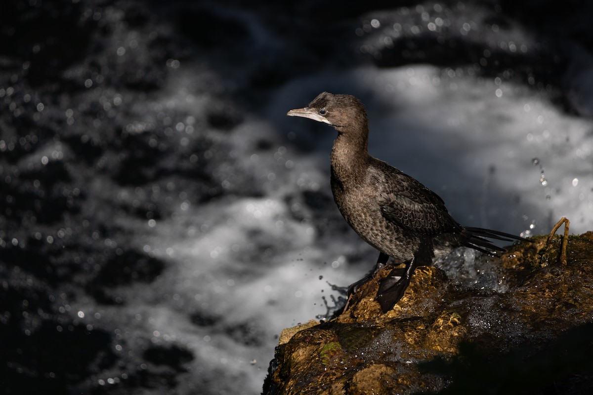 Pygmy Cormorant - ML643487338