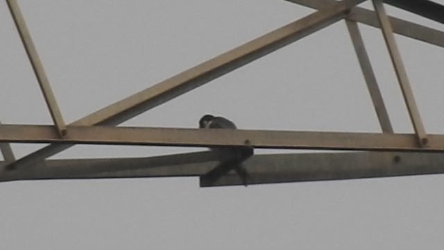 Wanderfalke - ML643487339