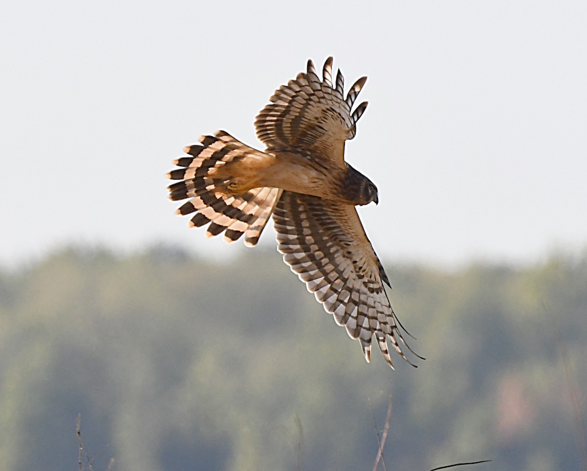 mørkmyrhauk - ML643487359