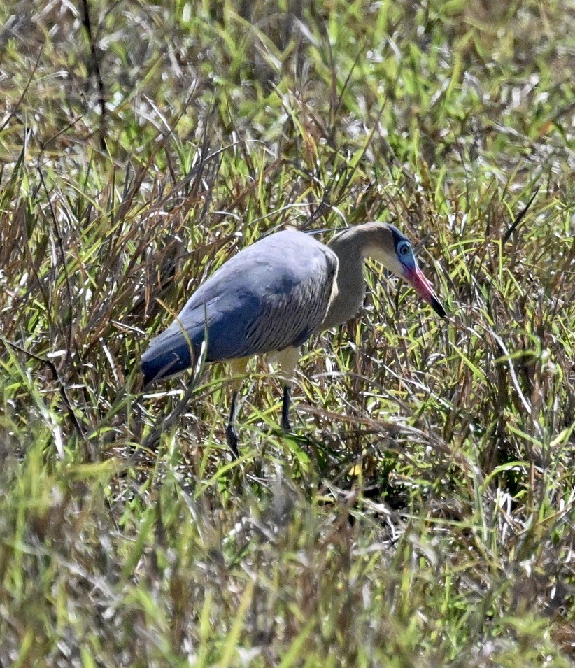 Whistling Heron - ML643487391