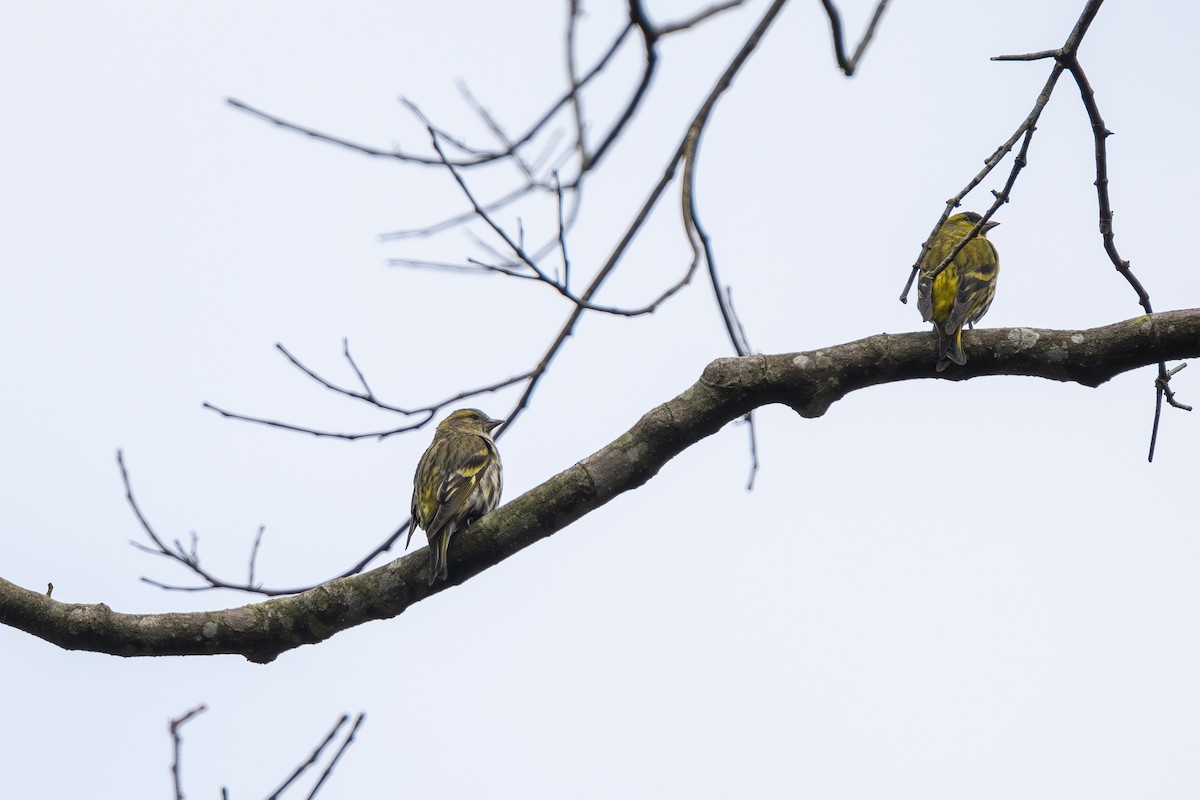 黃雀 - ML643487395