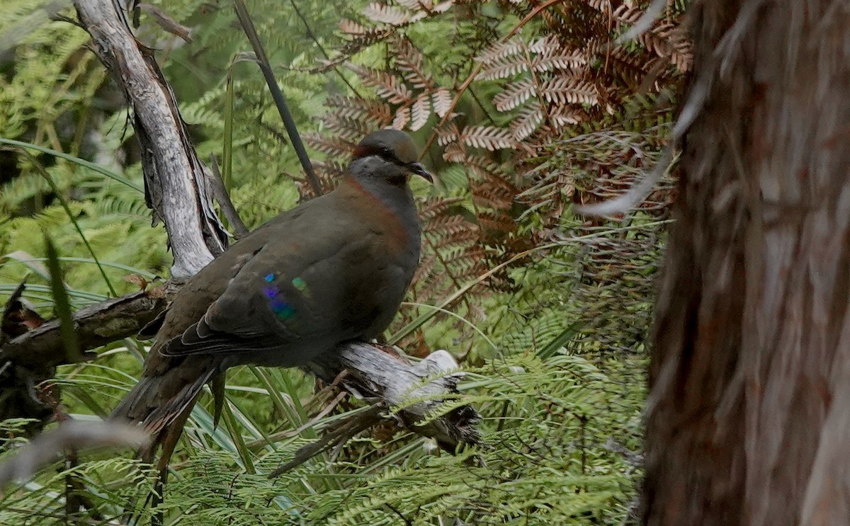 Colombine élégante - ML643487422