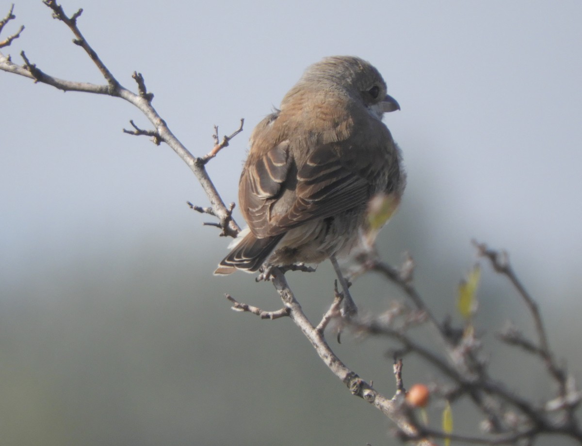 Antzandobi arrunta - ML643487432