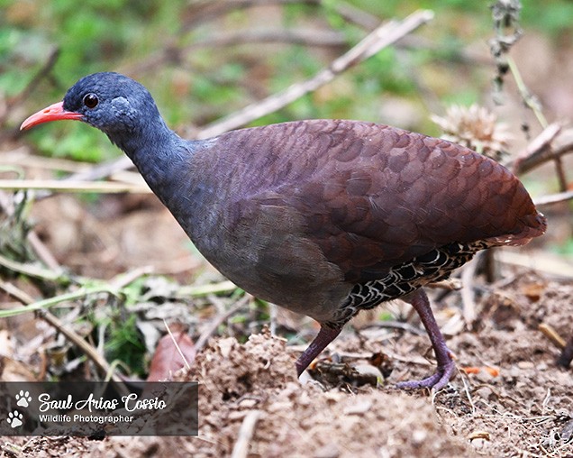 Tataupa Tinamou - ML643487434