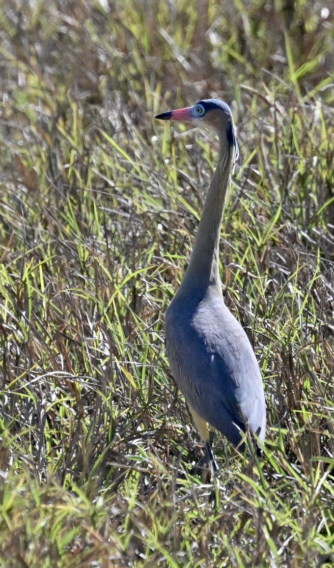 Whistling Heron - ML643487436