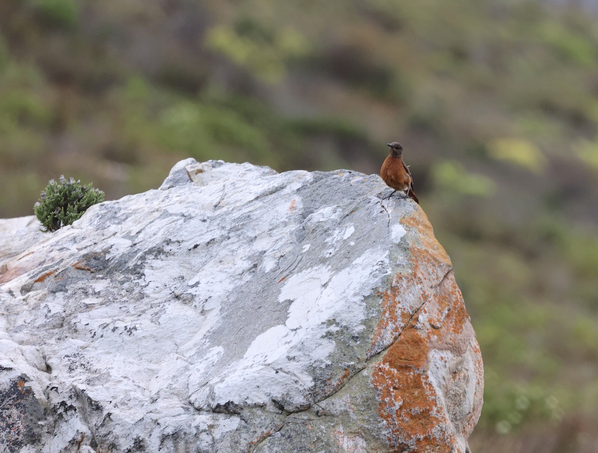 Cape Rock-Thrush - ML643487456