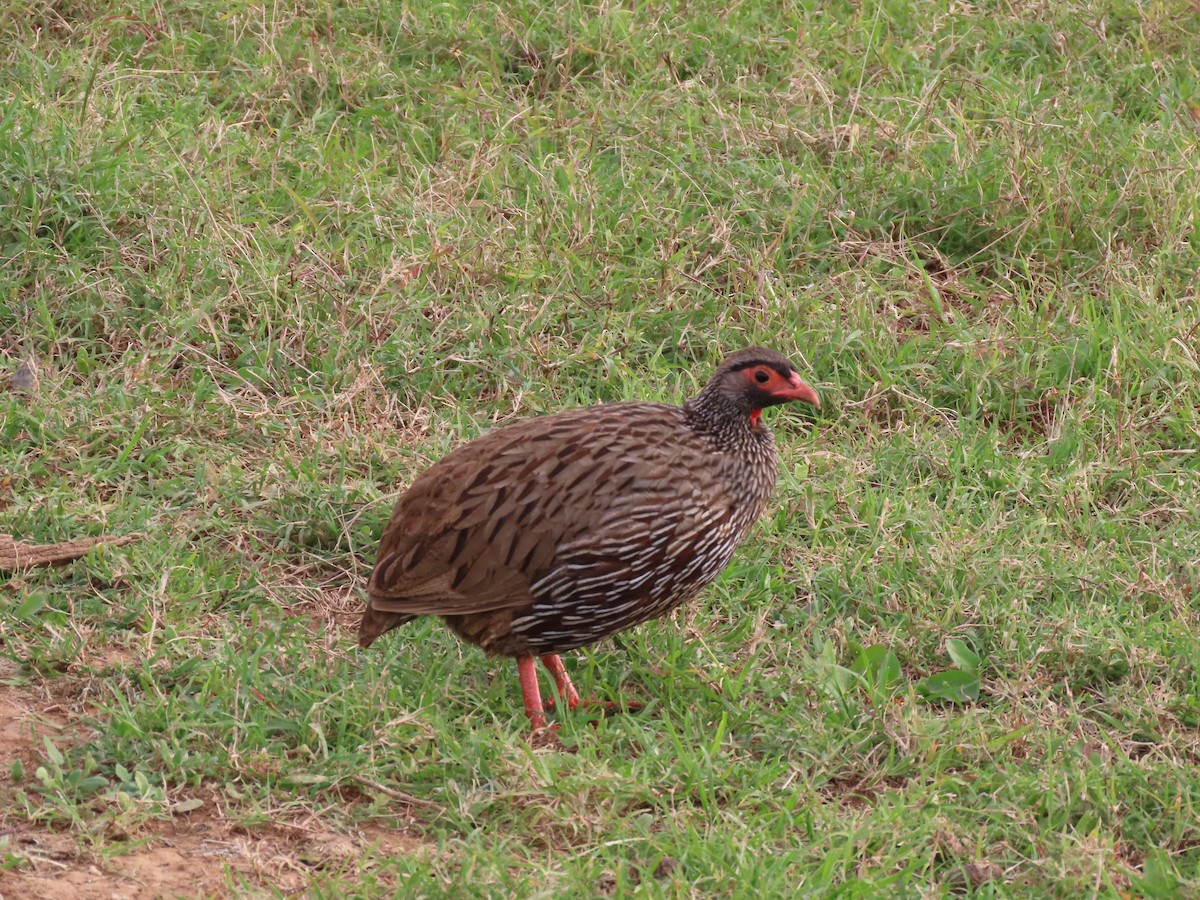 Francolin à gorge rouge - ML643487458