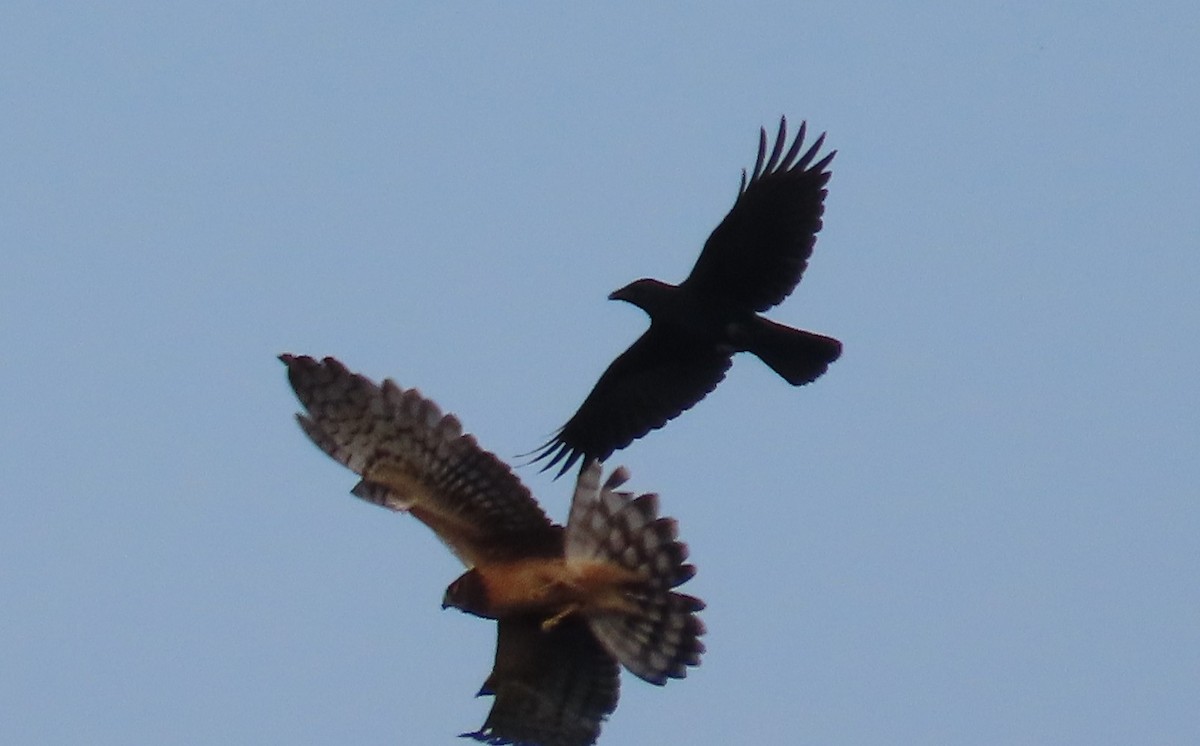 Fish Crow - ML643487468