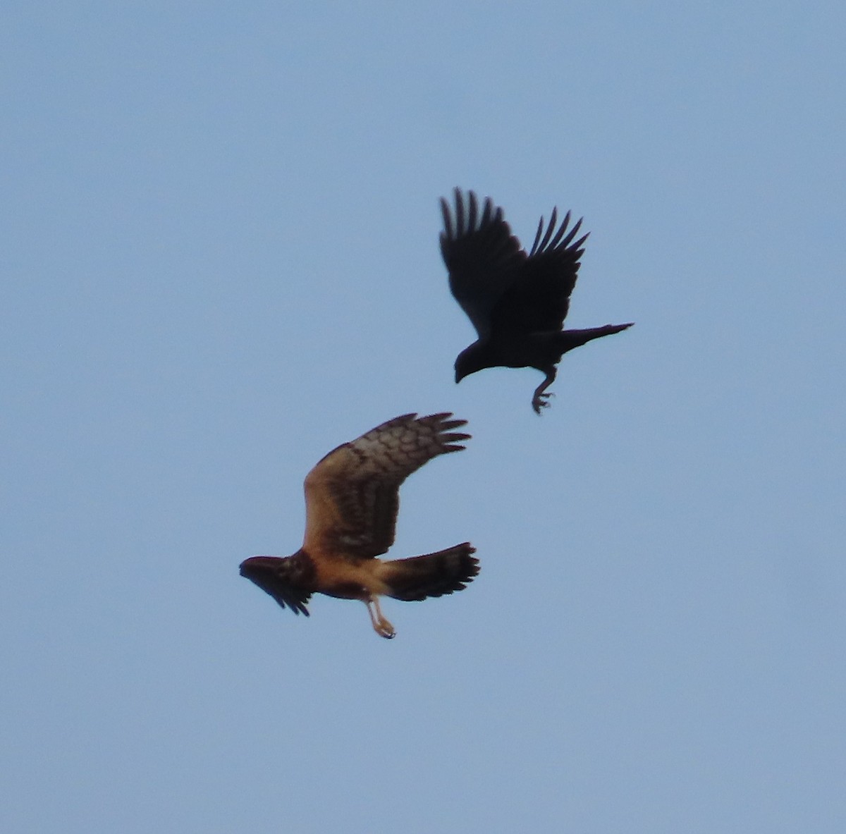 Fish Crow - ML643487469
