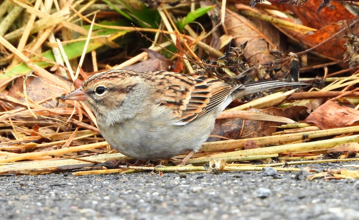 Chipping Sparrow - ML643487471