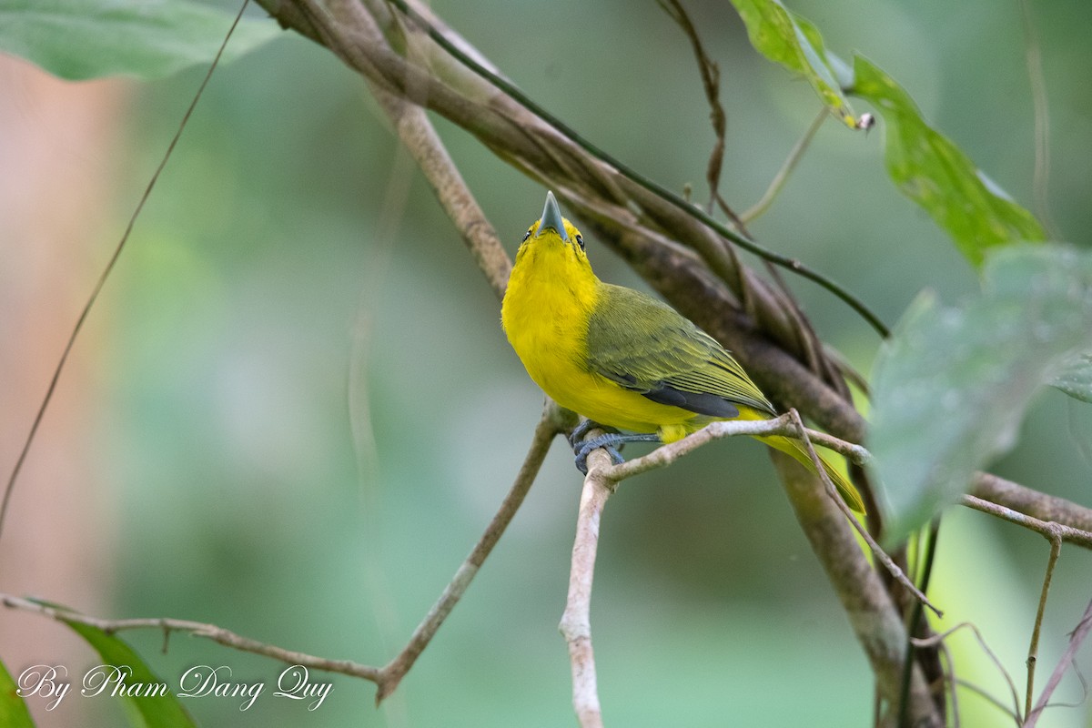 Iora de Lafresnaye - ML643487476