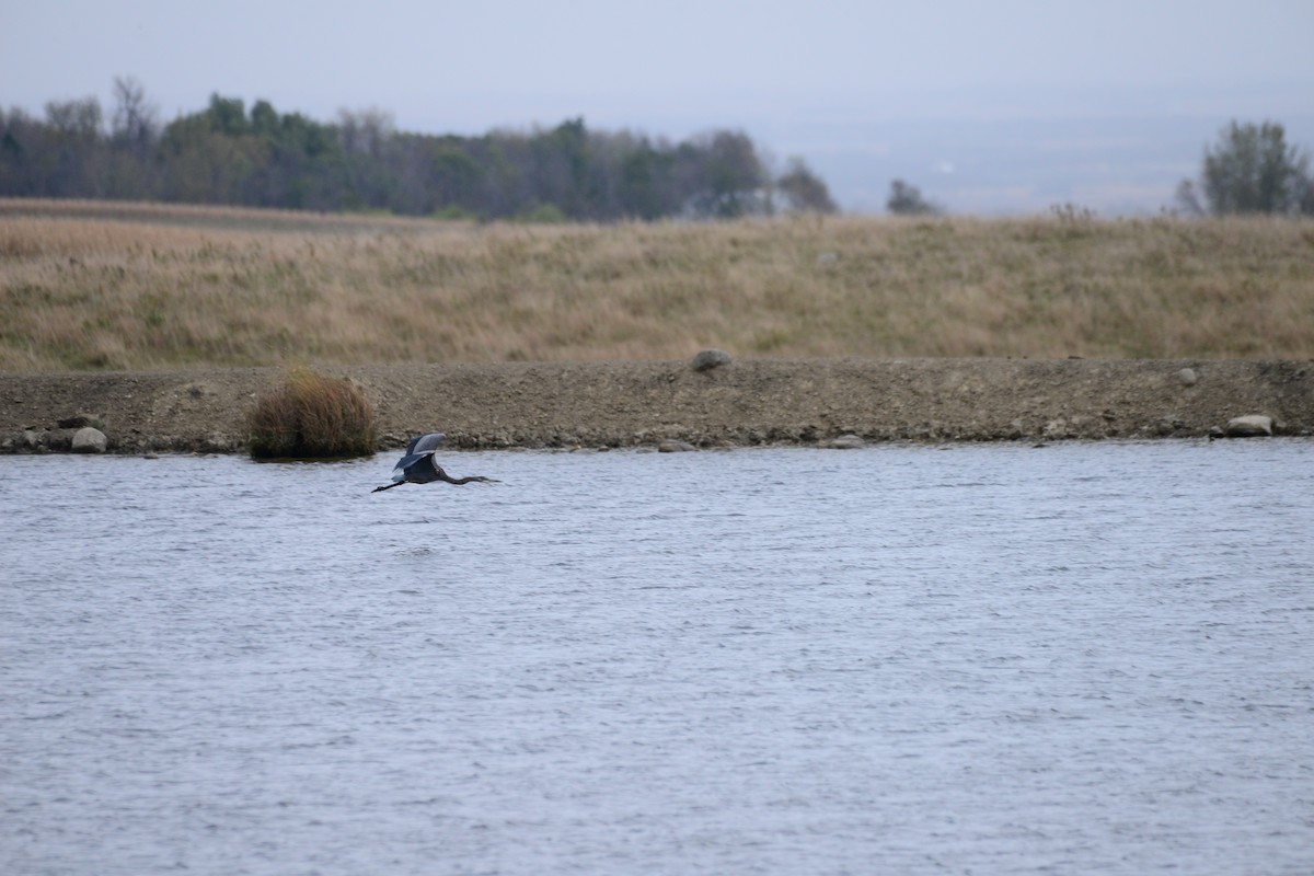 Great Blue Heron - ML643487487