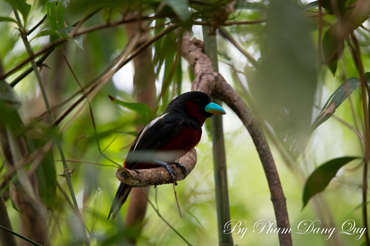 Black-and-red Broadbill - ML643487489
