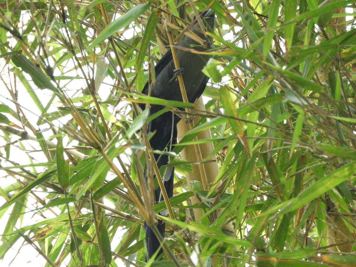 Green-billed Malkoha - ML643487494
