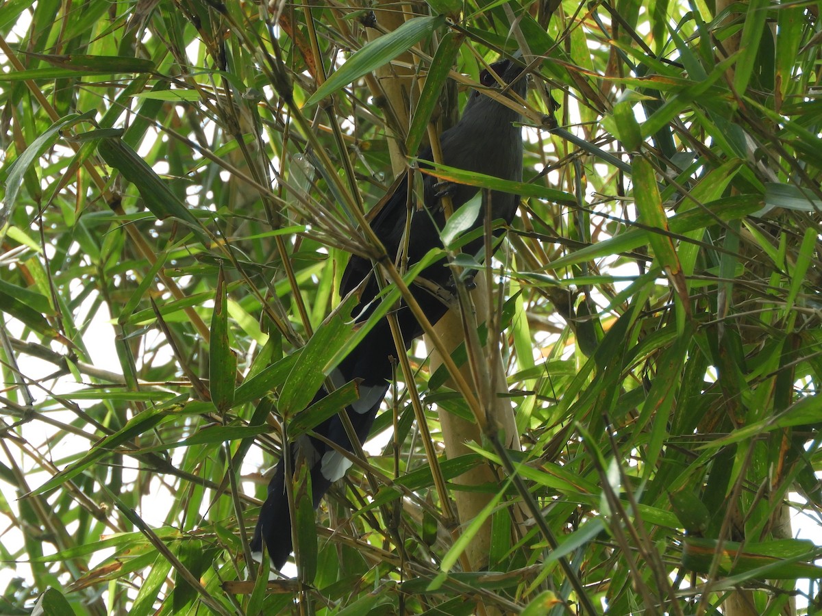 Green-billed Malkoha - ML643487495