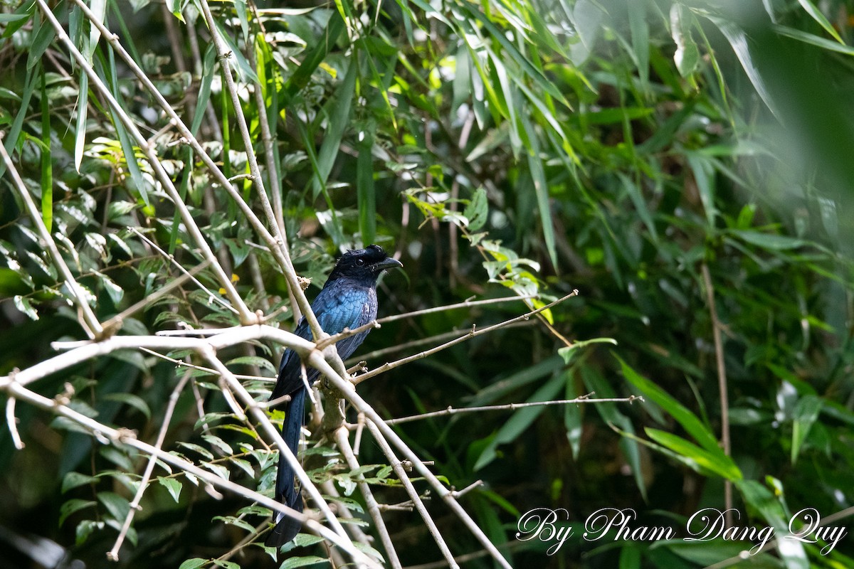 Greater Racket-tailed Drongo - ML643487498