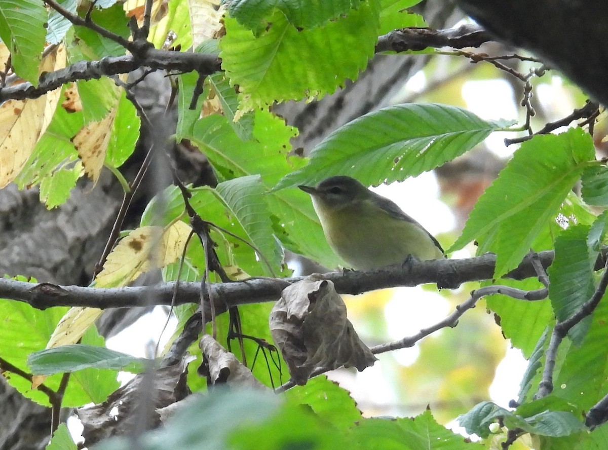 Vireo de Filadelfia - ML643487503