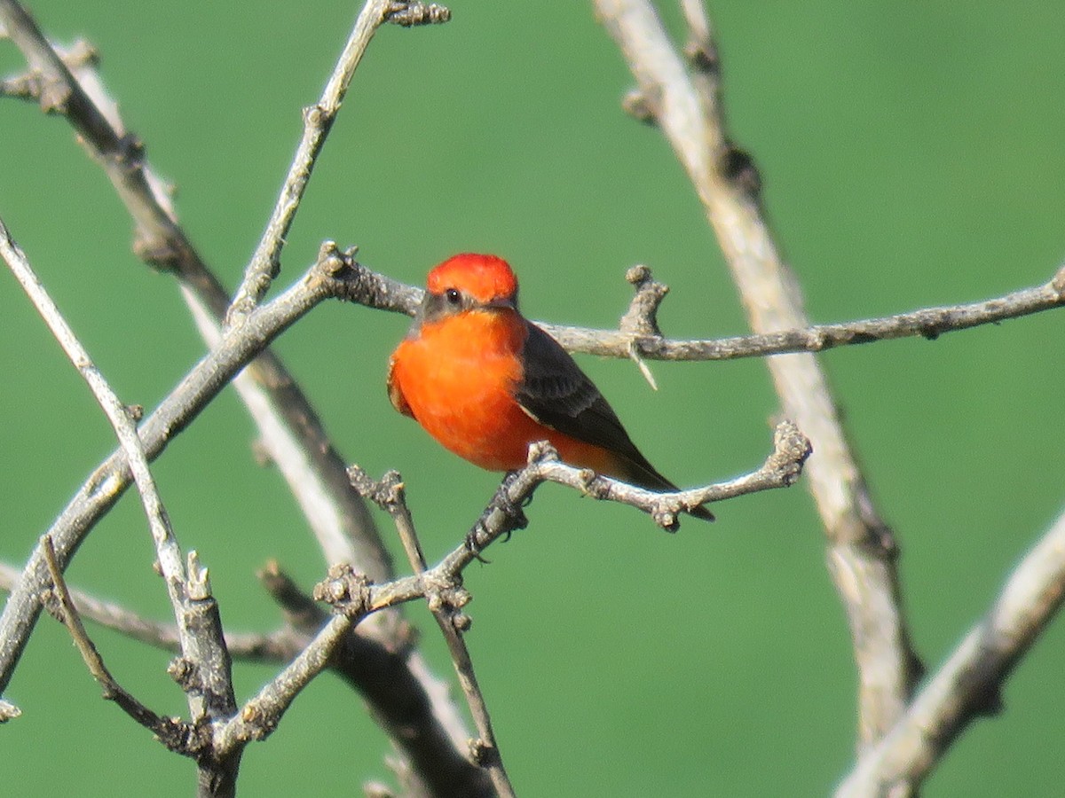 Vermilion Flycatcher - ML643487504