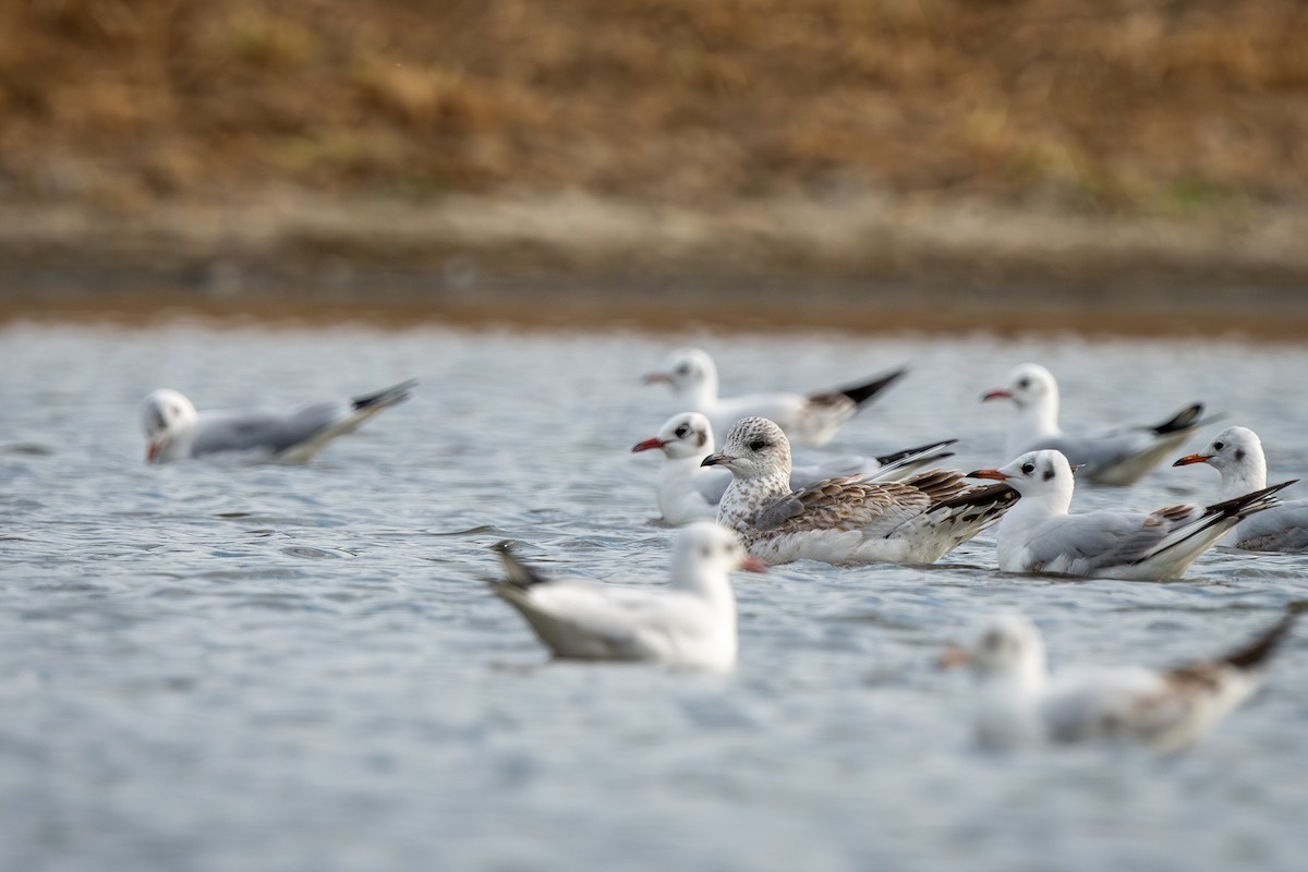 歐亞海鷗 - ML643487510