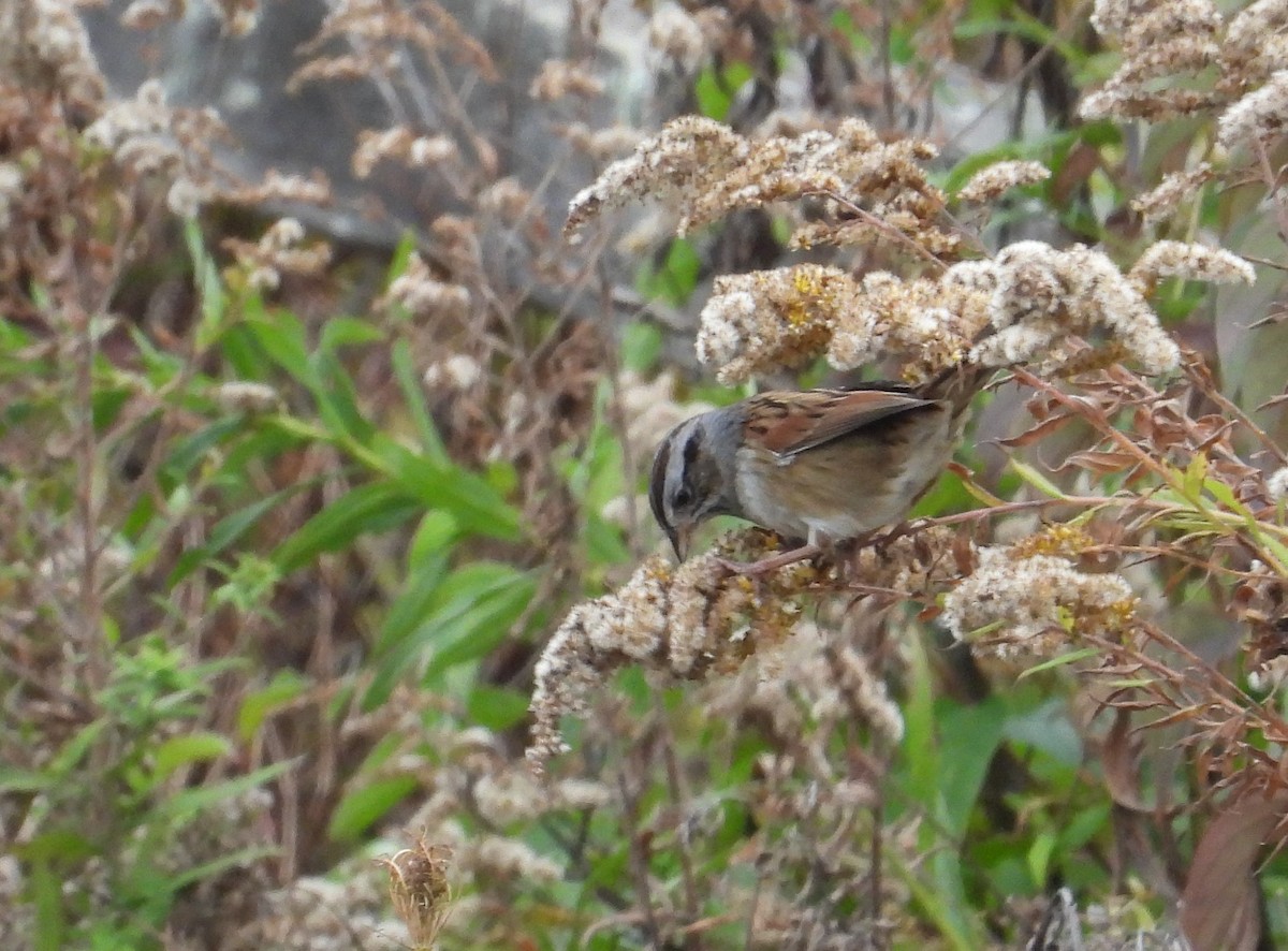 Swamp Sparrow - ML643487511