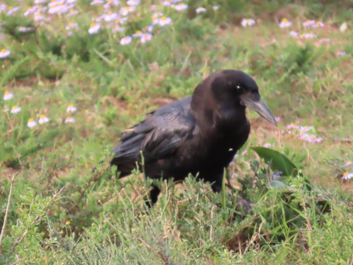 Cape Crow - ML643487512