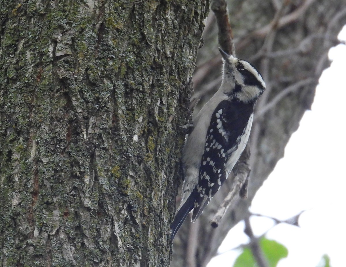 Downy Woodpecker - ML643487523