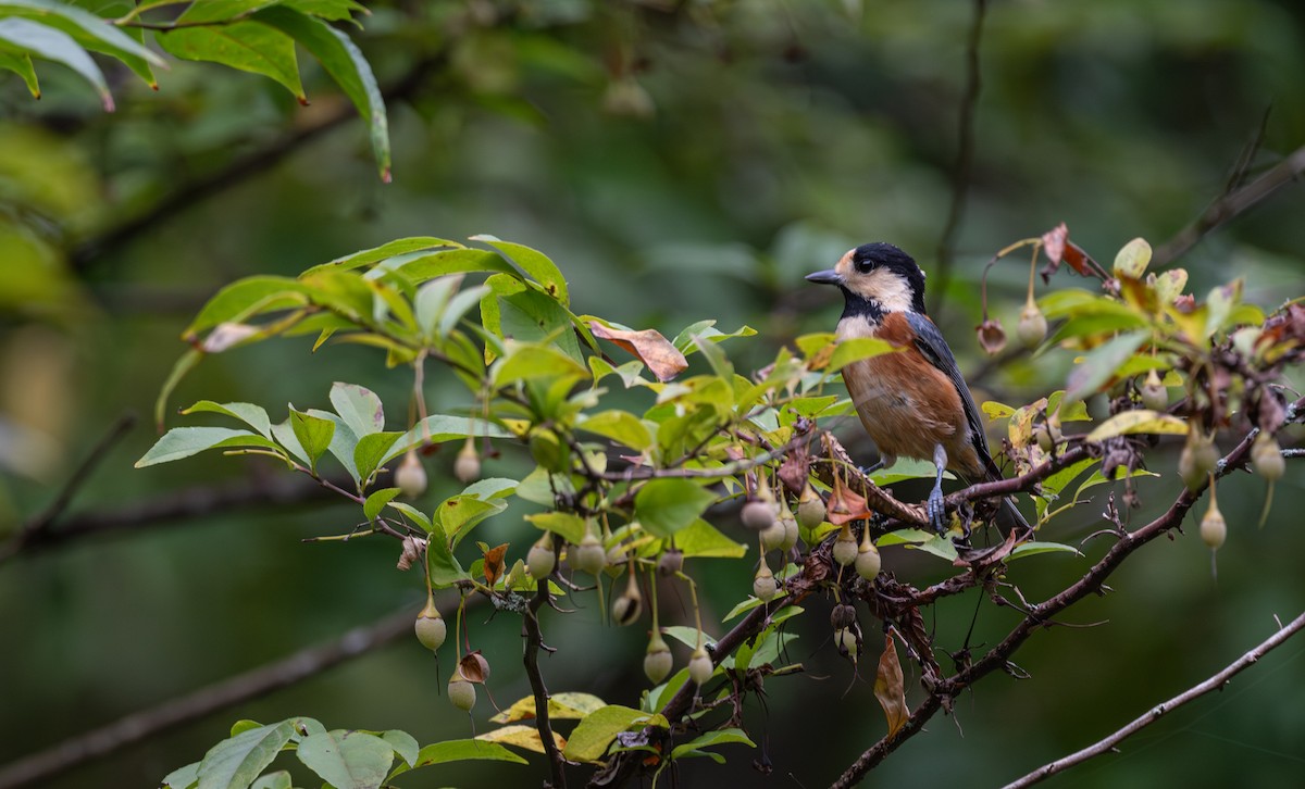 Varied Tit - ML643487534