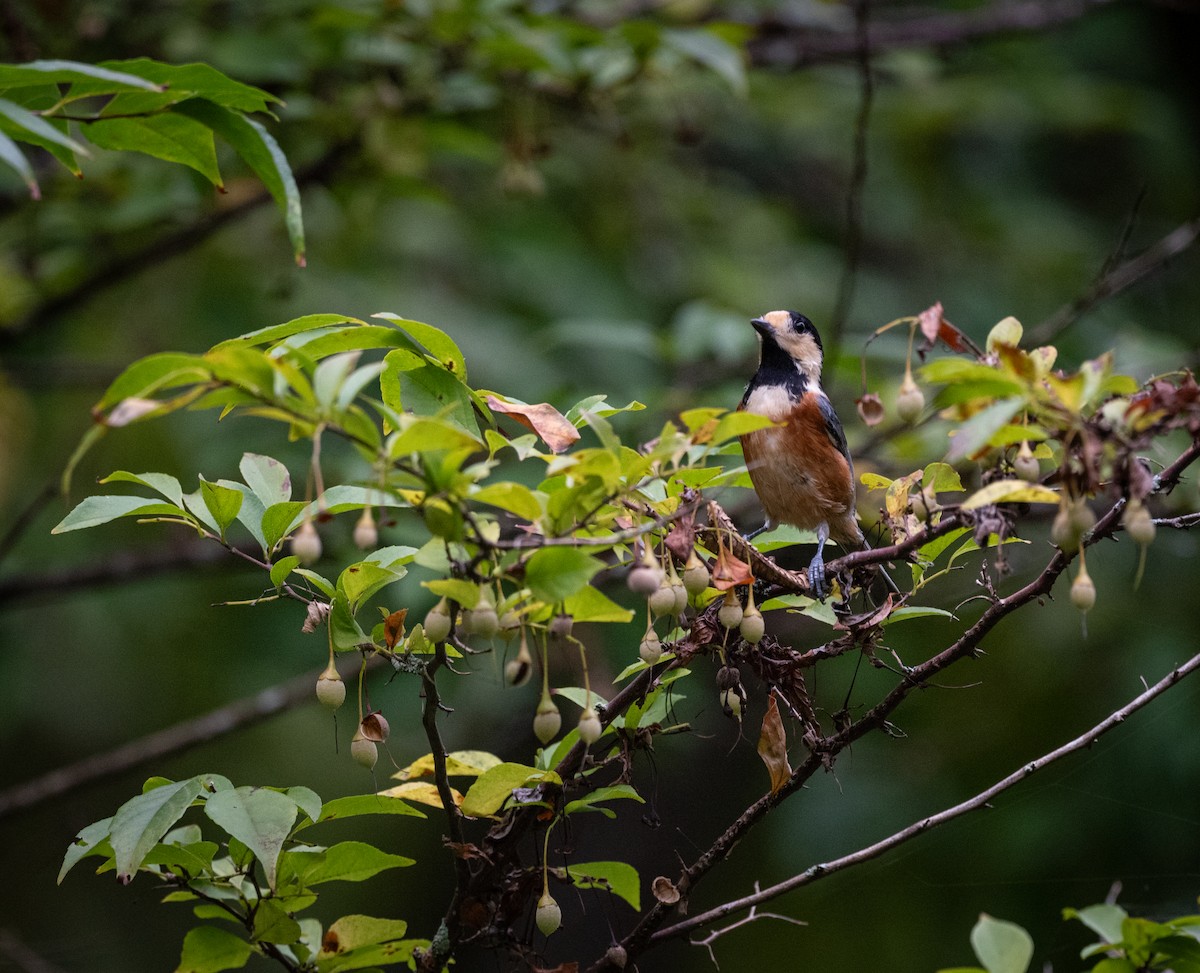Varied Tit - ML643487535