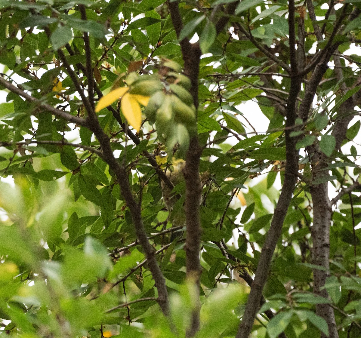 Warbling White-eye - ML643487540