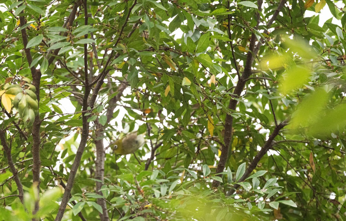 Warbling White-eye - ML643487541