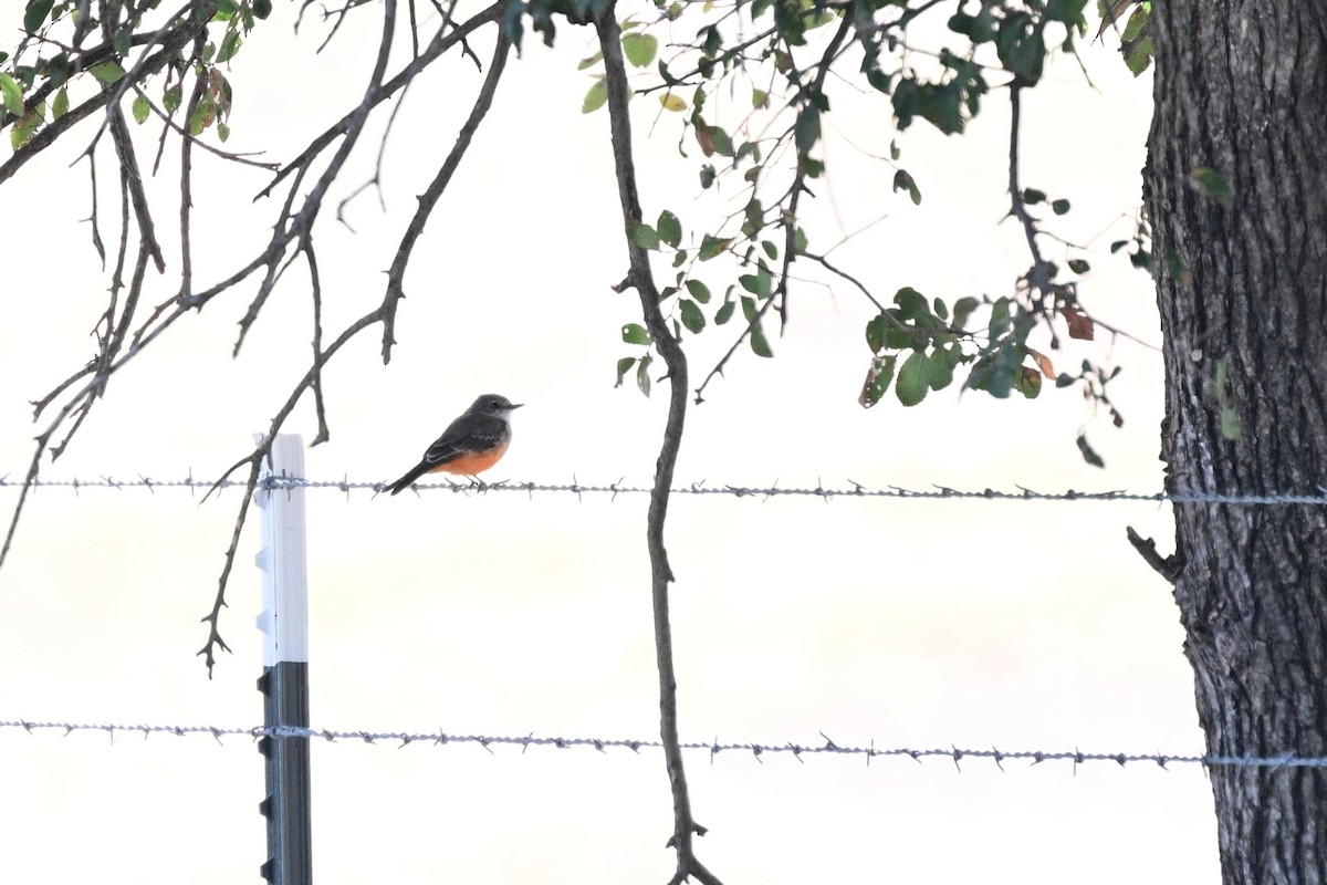 Vermilion Flycatcher - ML643487542
