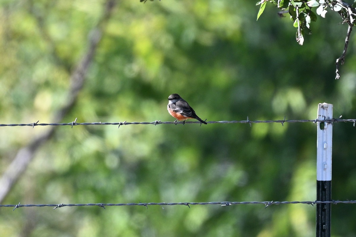 Vermilion Flycatcher - ML643487543