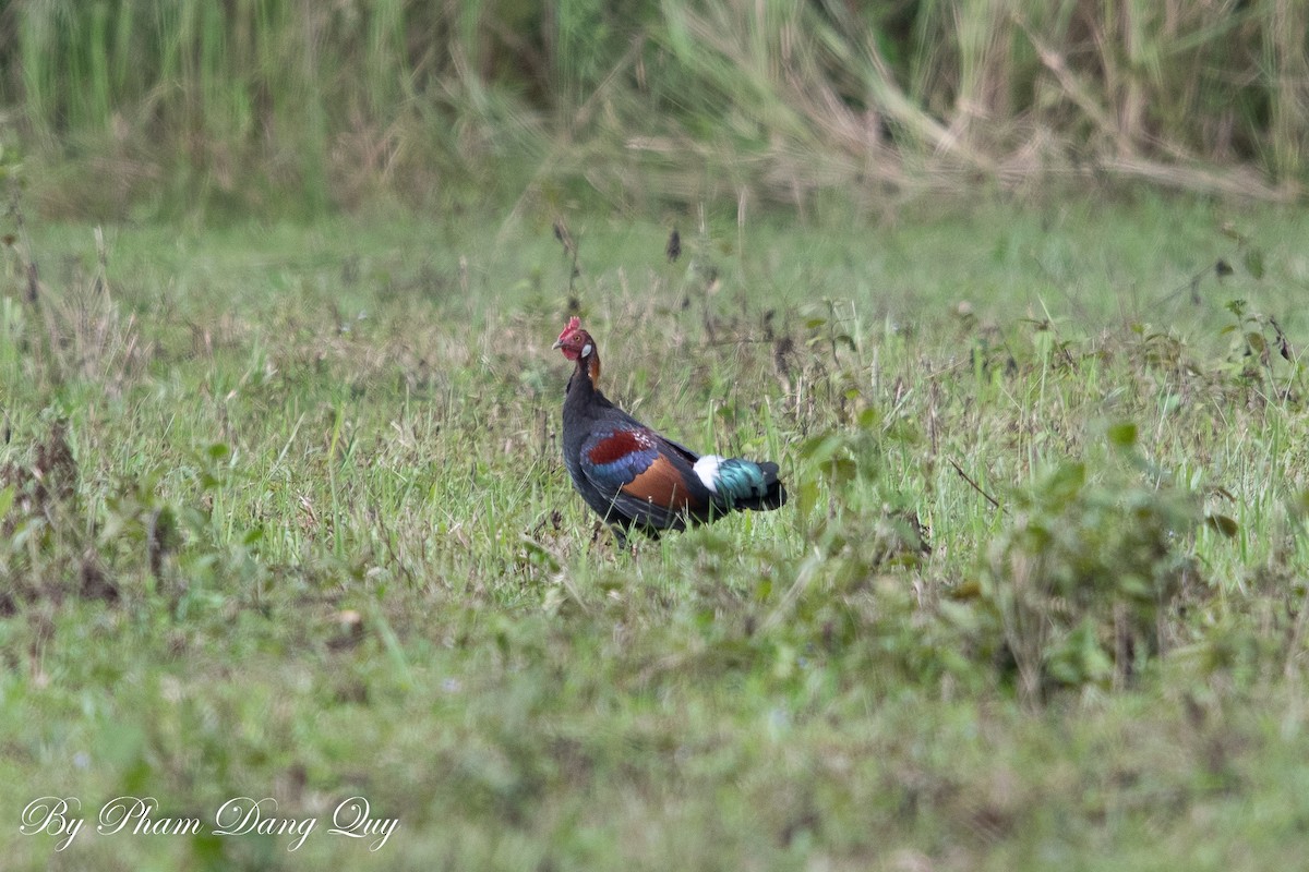 Red Junglefowl - ML643487556