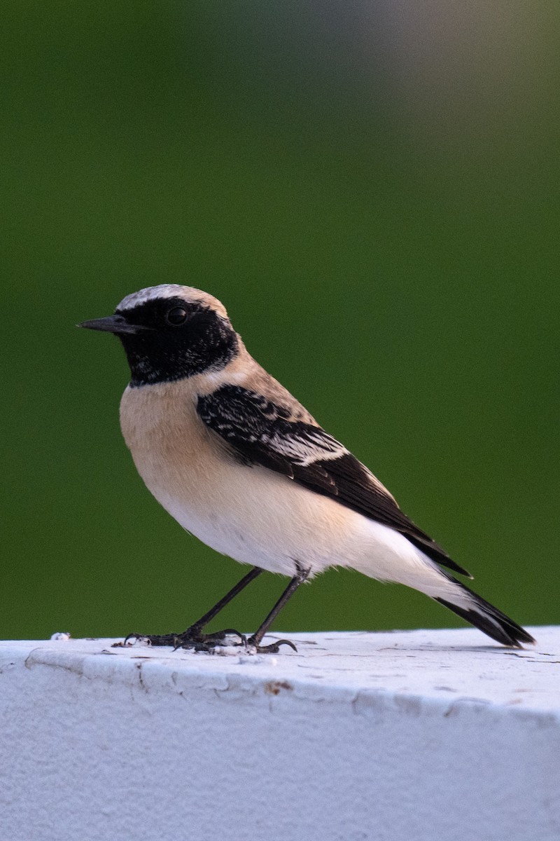 Eastern Black-eared Wheatear - ML643487560