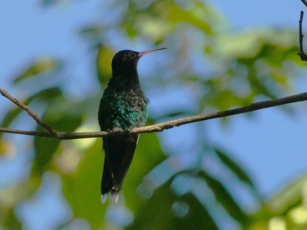 Red-billed Streamertail - ML643487565