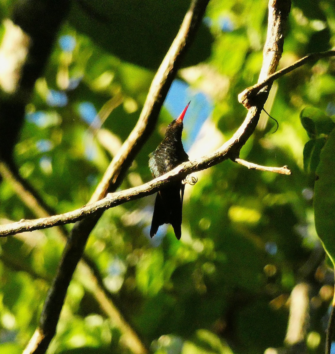 Red-billed Streamertail - ML643487566