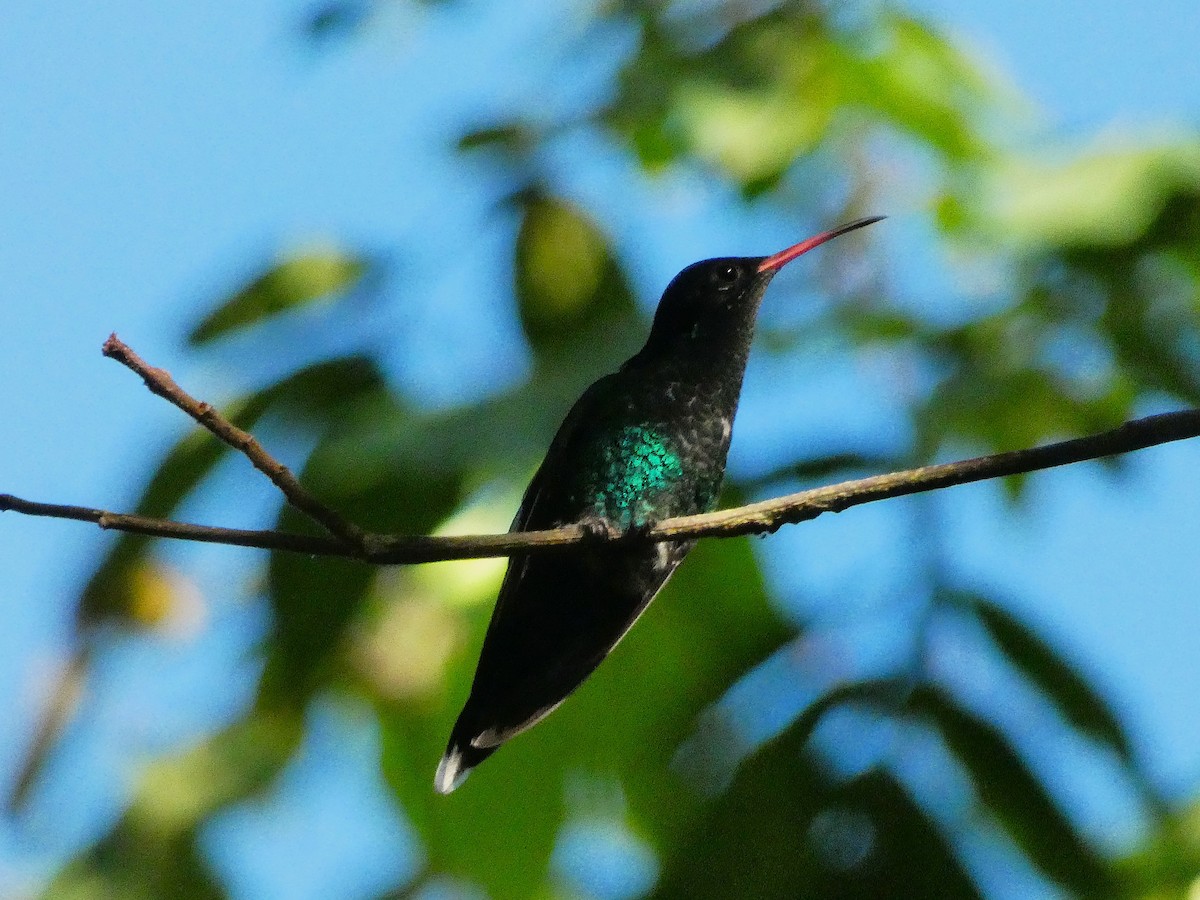 Red-billed Streamertail - ML643487567